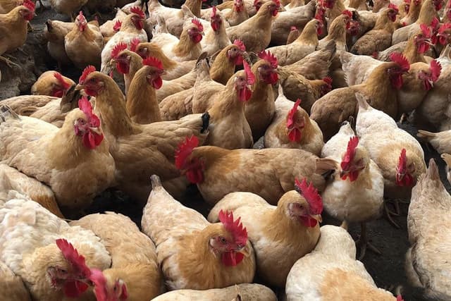 Chickens