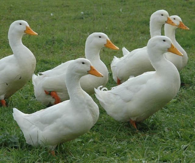 Ducks
