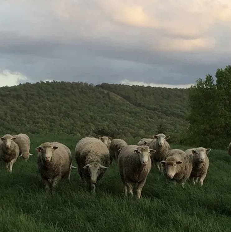 Rebanho de ovelhas