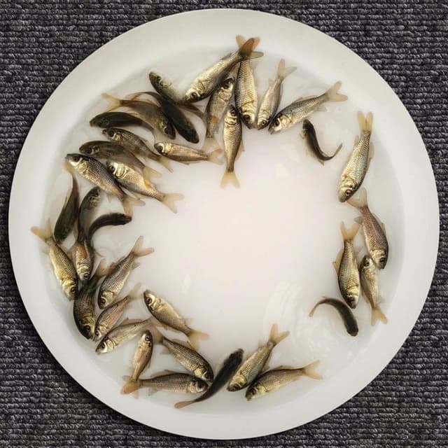 Fish fry