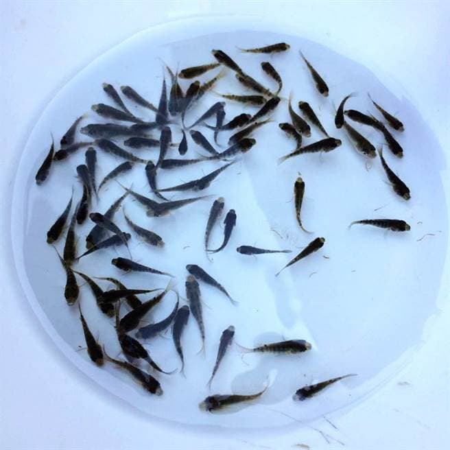 Fish Fry Tanks