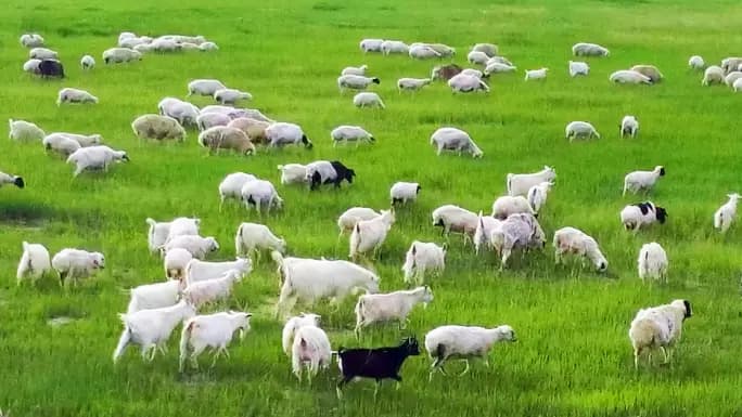Sheep Herd Monitoring