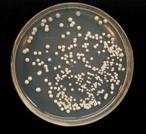 Colony Cultures