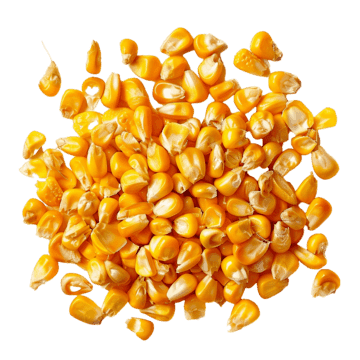 Corn Seed Lots